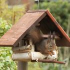 Eichhörnchen in Vogelhaus