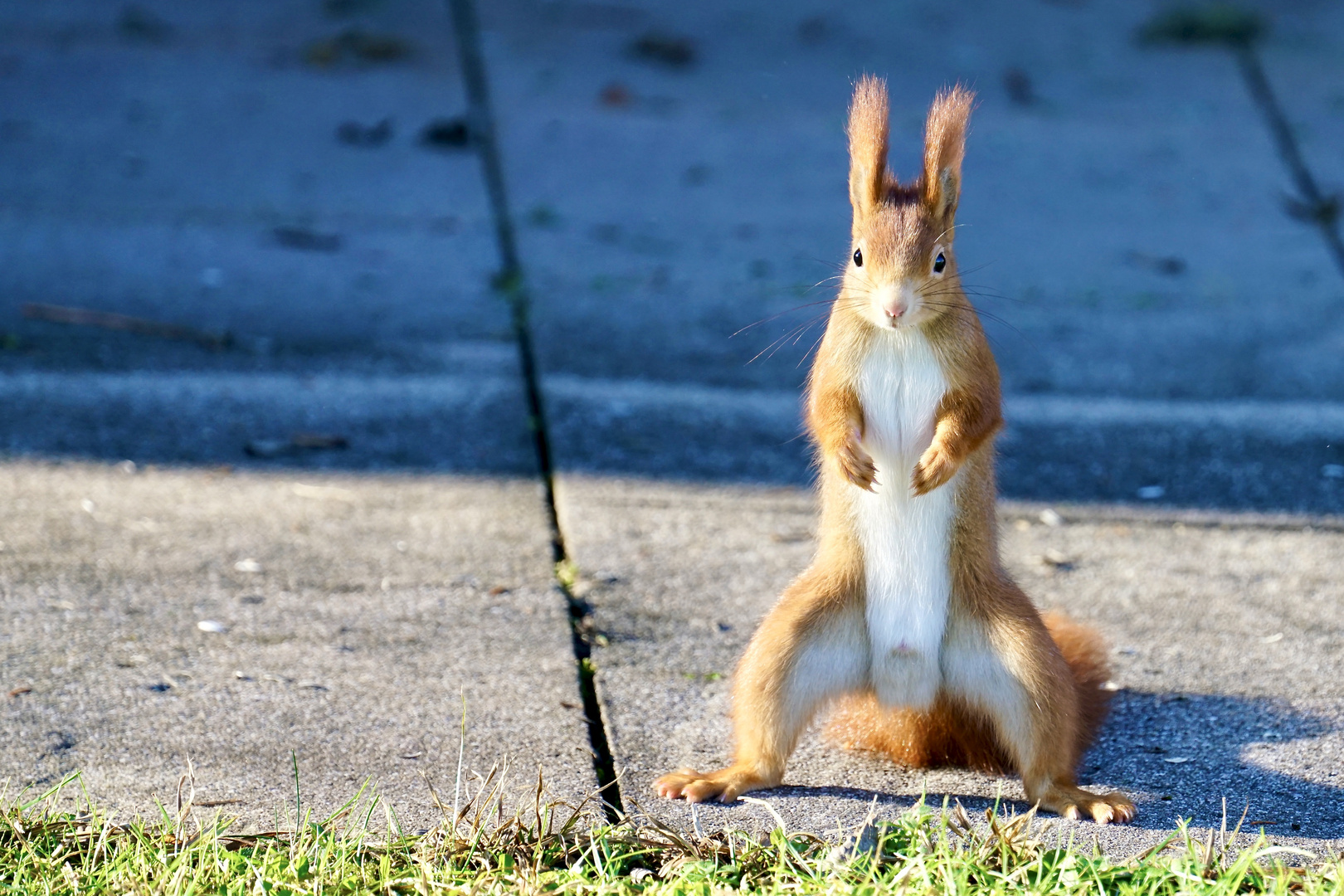 Eichhörnchen in voller Größe