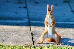 Eichhörnchen in voller Größe