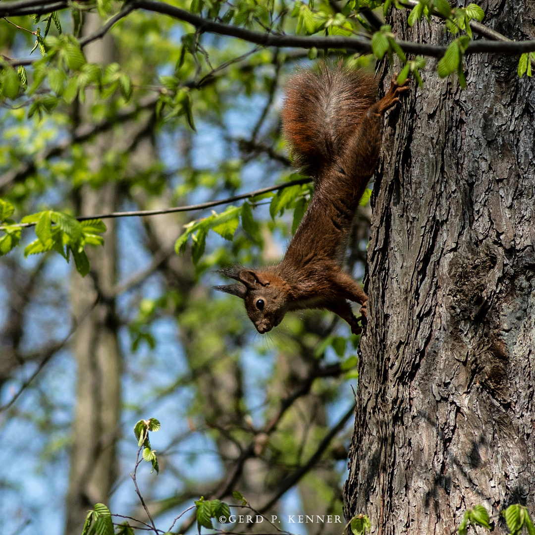 Eichhörnchen in voller Streckung - Note 6,0