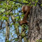 Eichhörnchen in voller Streckung - Note 6,0