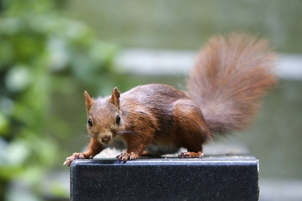 Eichhörnchen in Wartestellung