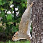 Eichhörnchen in Washington