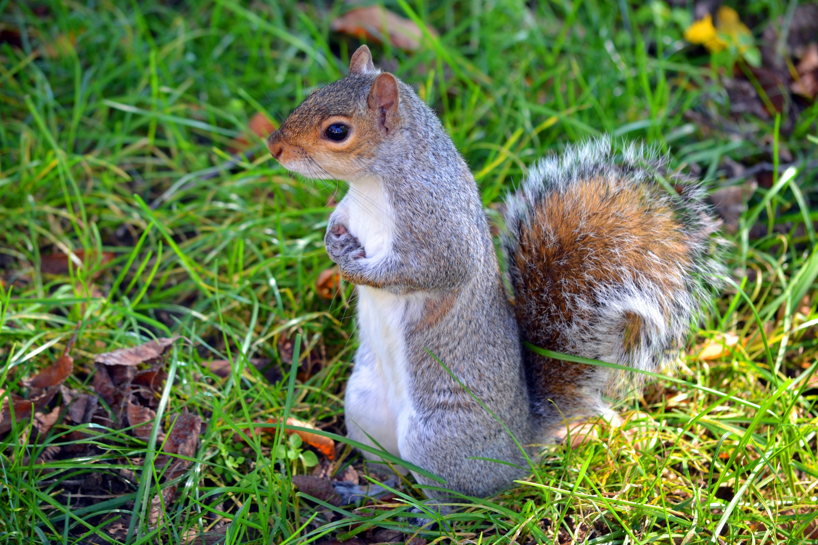 Eichhörnchen in Washington D.C.