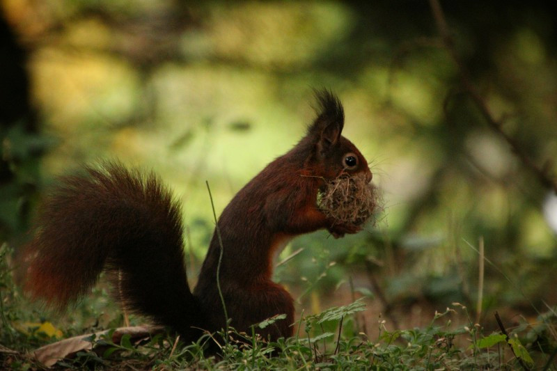 Eichhörnchen in Wintervorbereitungen