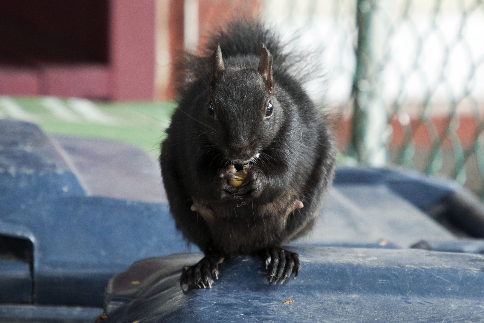 Eichhörnchen inToronto auf einer Mülltonne