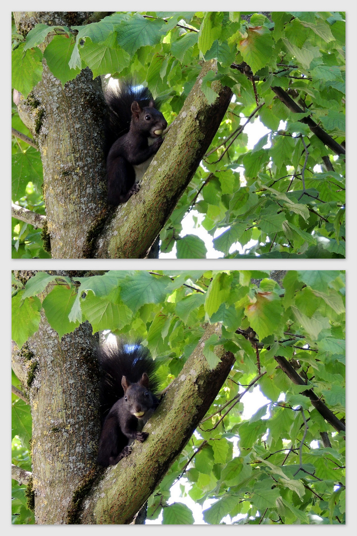 Eichhörnchen ist fleissig am Sammeln und Verstecken...