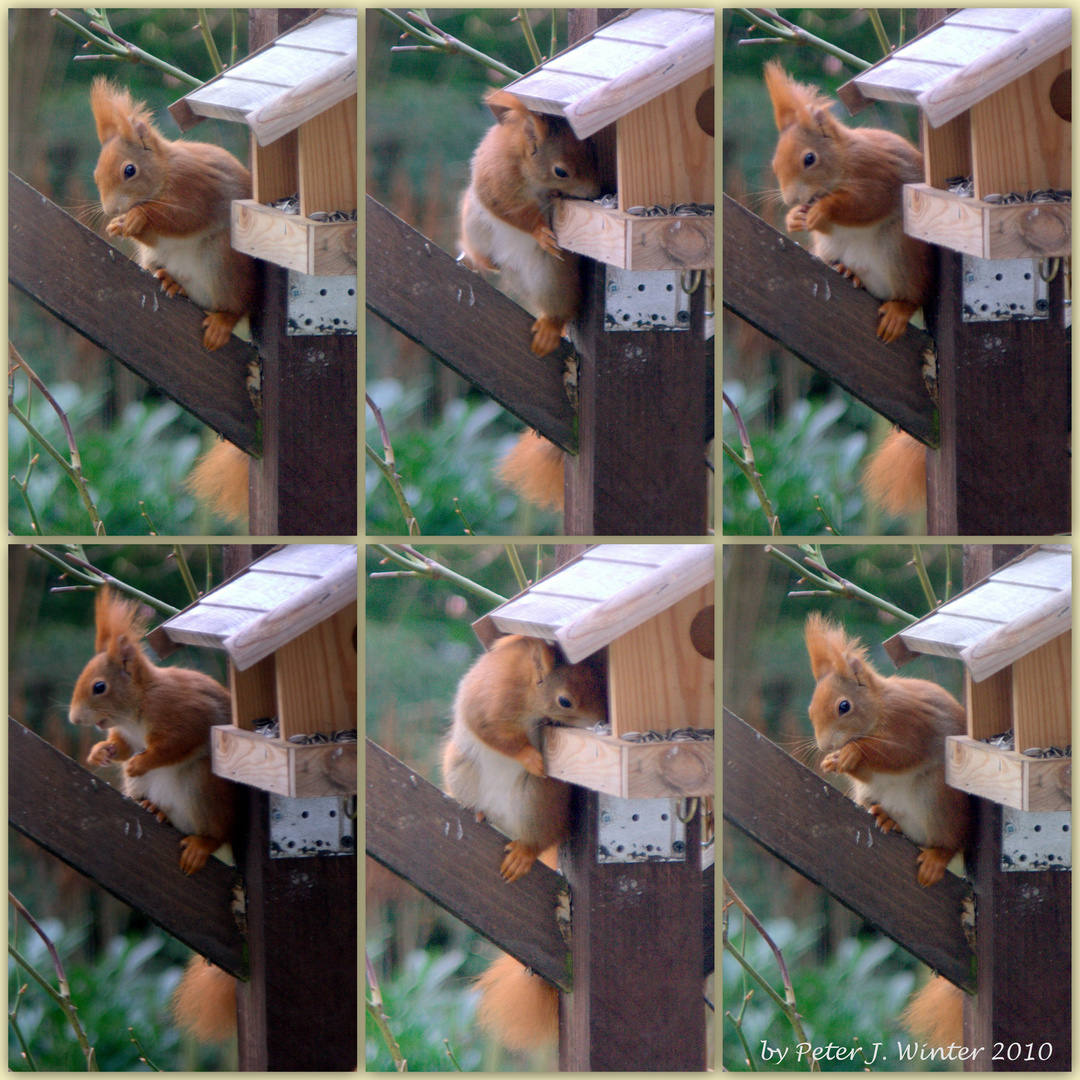 Eichhörnchen ist hungrig!