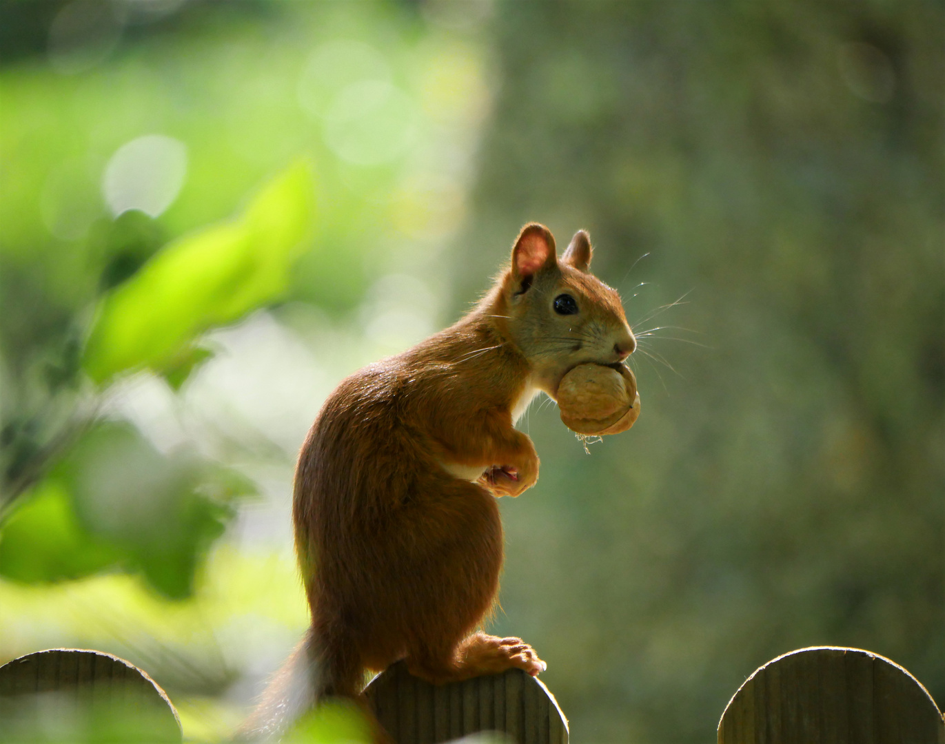 Eichhörnchen - ist meins!