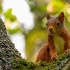 Eichhörnchen ist neugierig