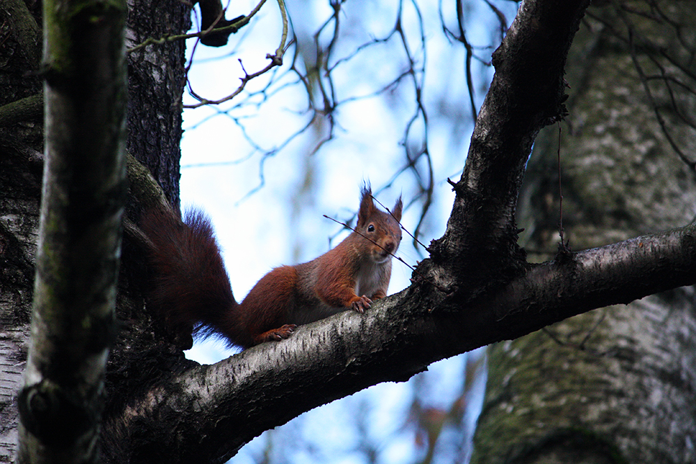 Eichhörnchen IV