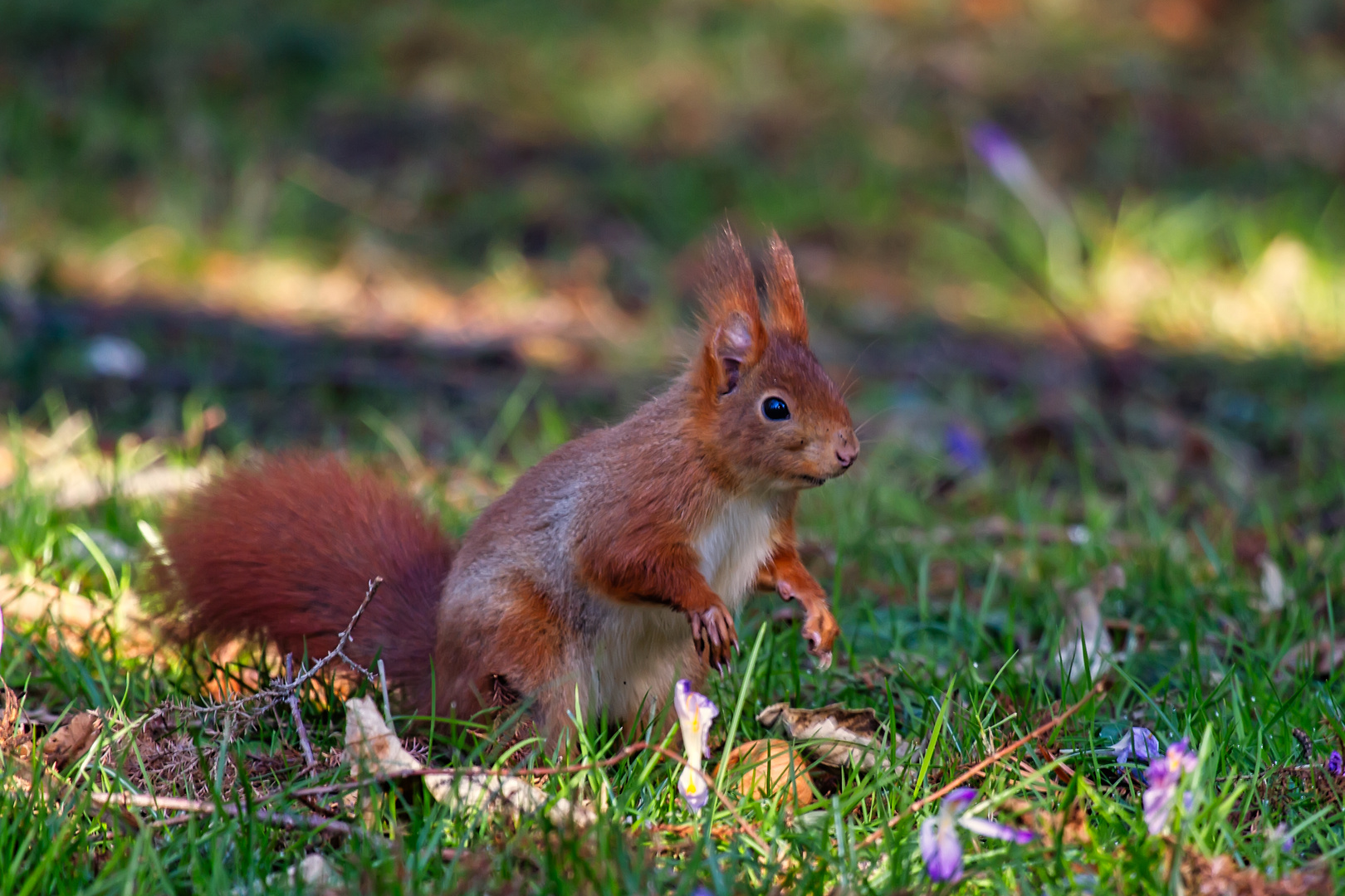 Eichhörnchen IV