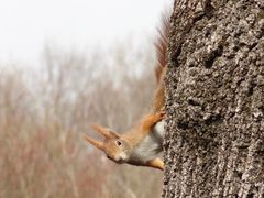 Eichhörnchen Jung und neu