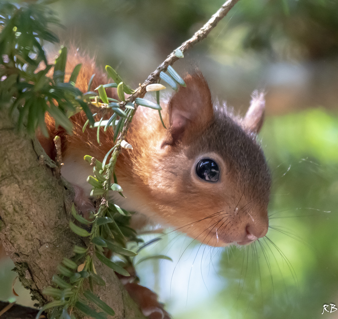 Eichhörnchen - Jungtier