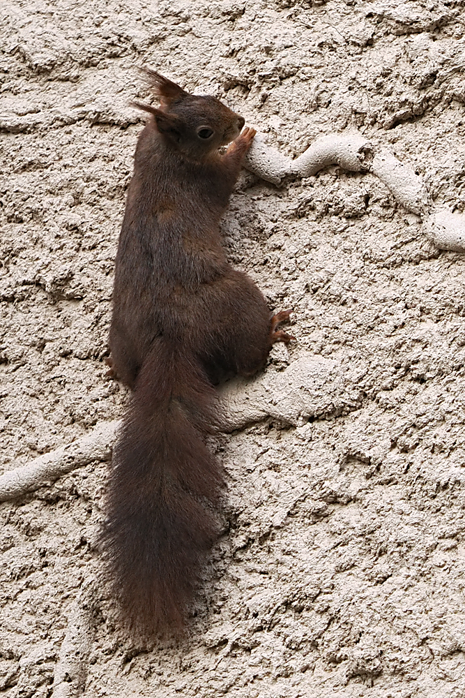 Eichhörnchen, kam den Erdmännchen 