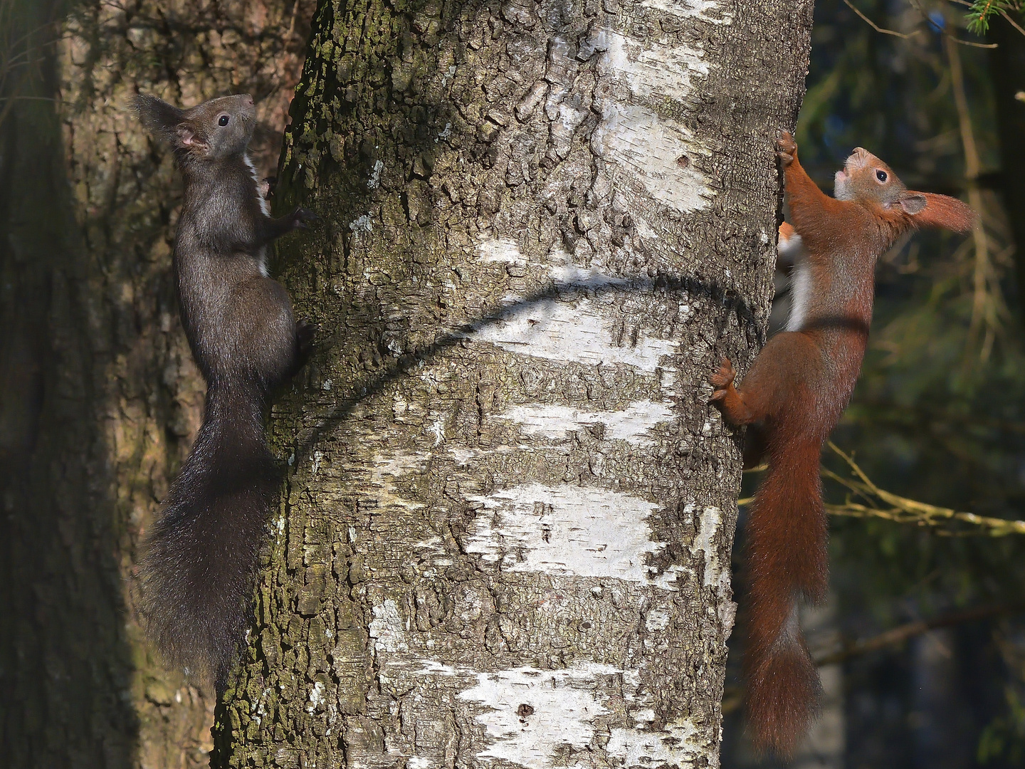 Eichhörnchen Karusell