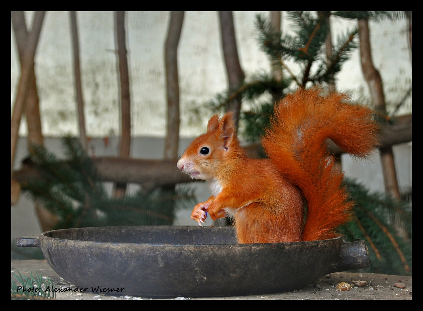 Eichhörnchen - Kassel "Zoo am Rammelsberg"