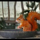 Eichhörnchen - Kassel "Zoo am Rammelsberg"