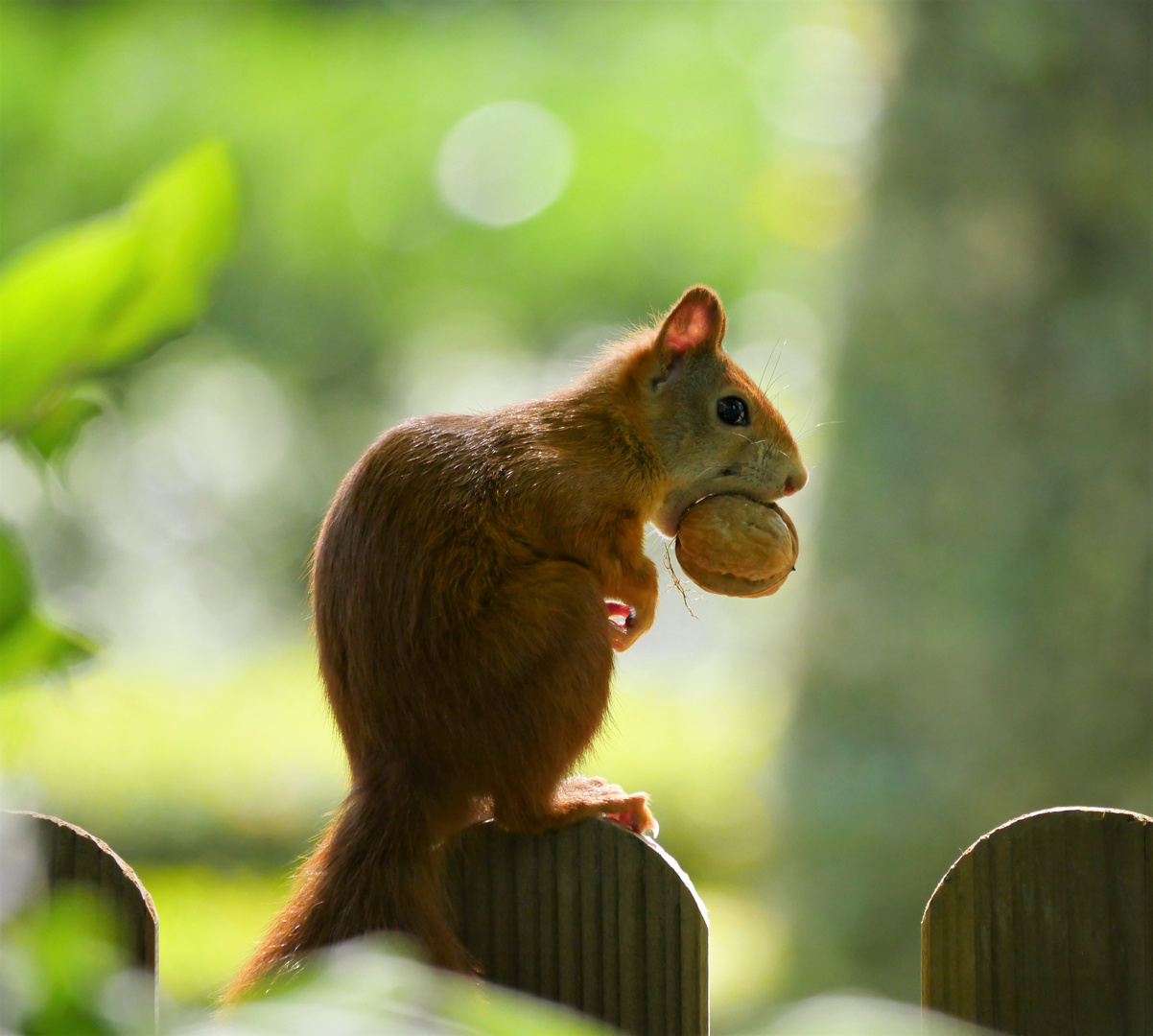 Eichhörnchen - keine Nuss ist zu groß!