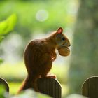 Eichhörnchen - keine Nuss ist zu groß!