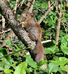 Eichhörnchen Kind beim ersten Erkundungsgang