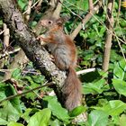 Eichhörnchen Kind beim ersten Erkundungsgang