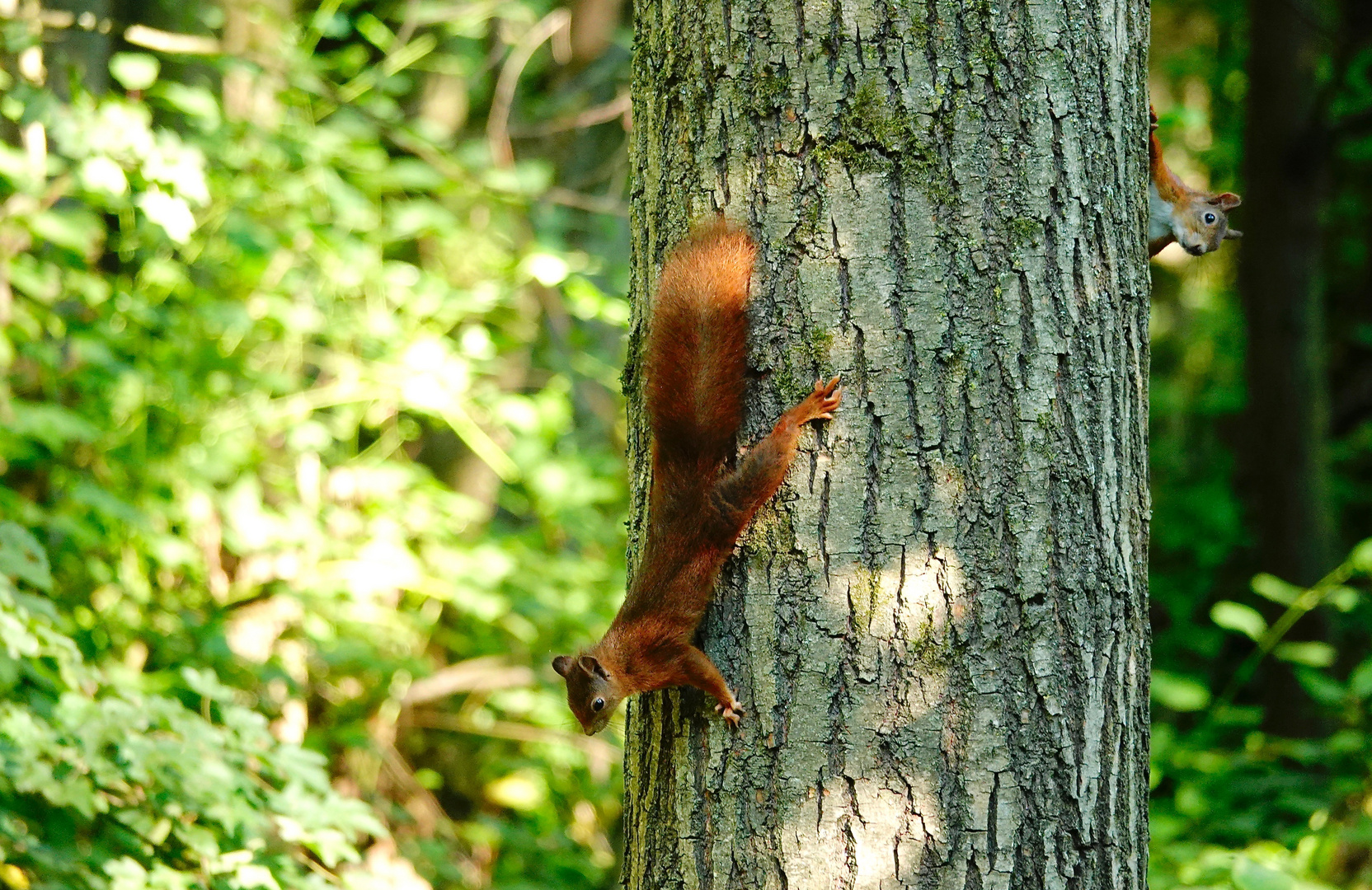 EICHHÖRNCHEN-KINDER BEIM WILDEN SPIEL