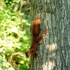 EICHHÖRNCHEN-KINDER BEIM WILDEN SPIEL