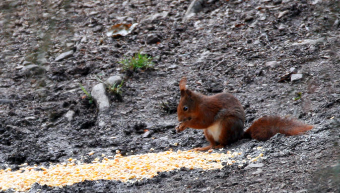 Eichhörnchen -Klappe die Zweite