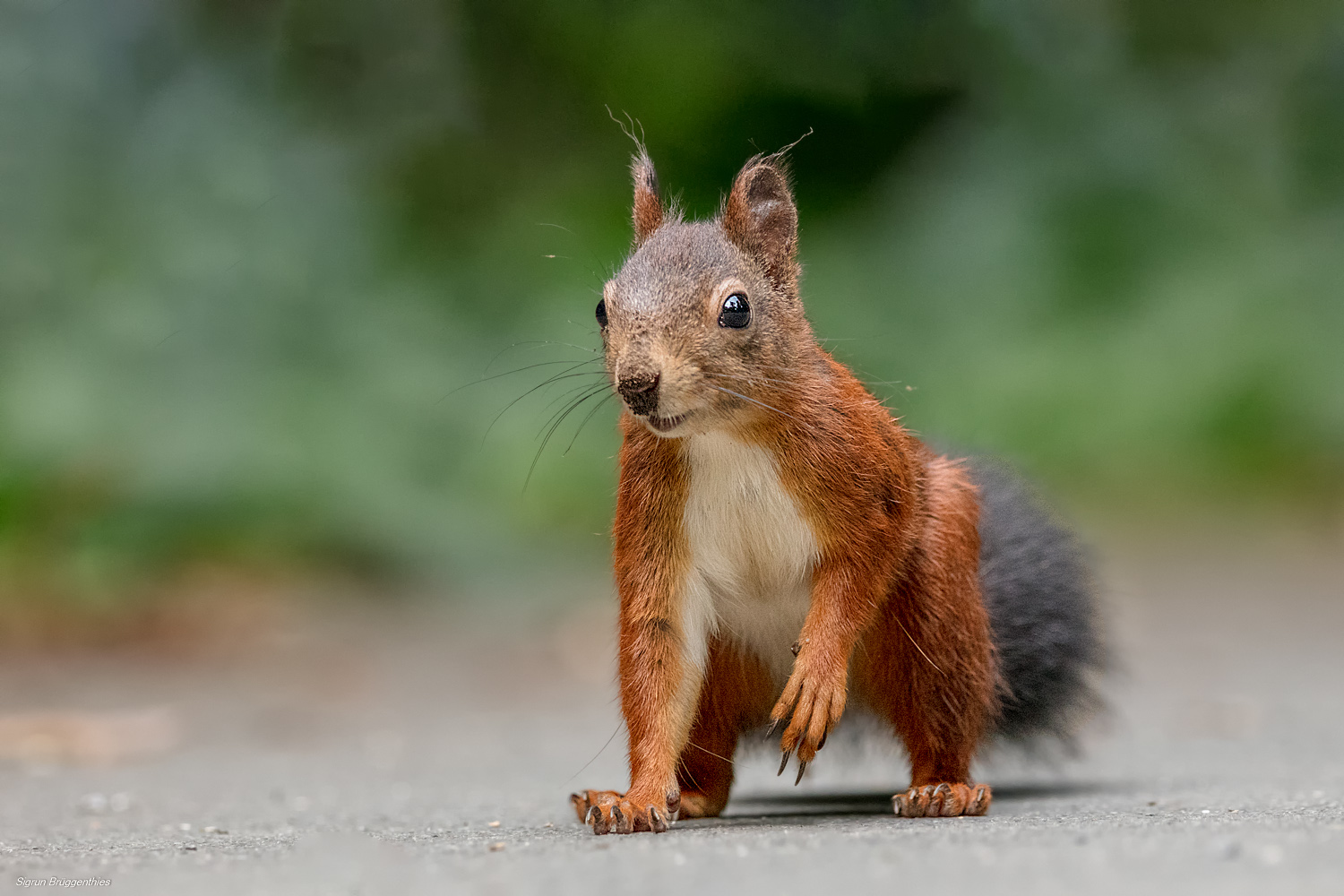 Eichhörnchen - kleiner Dreckspatz!