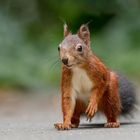 Eichhörnchen - kleiner Dreckspatz!