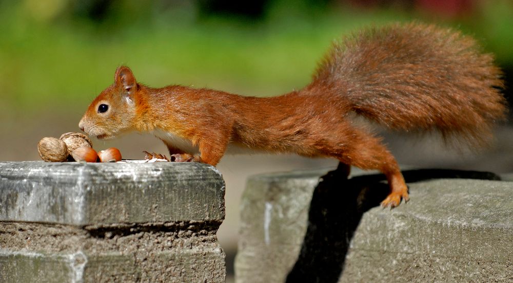 Eichhörnchen klettern sehr geschickt