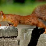 Eichhörnchen klettern sehr geschickt