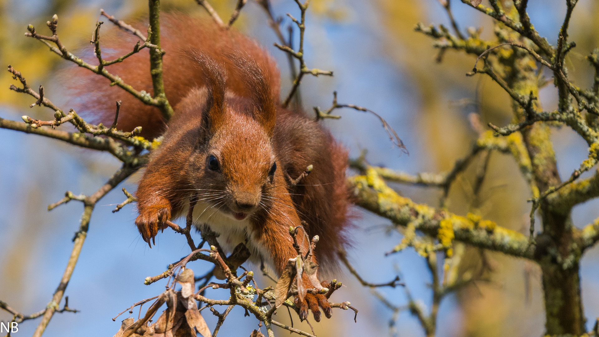 "Eichhörnchen klettert  im Geäst eines Baumes 2024"