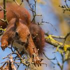 "Eichhörnchen klettert  im Geäst eines Baumes 2024"
