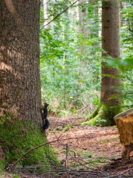 Eichhörnchen klettert zur Sicherheit