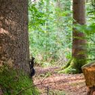 Eichhörnchen klettert zur Sicherheit