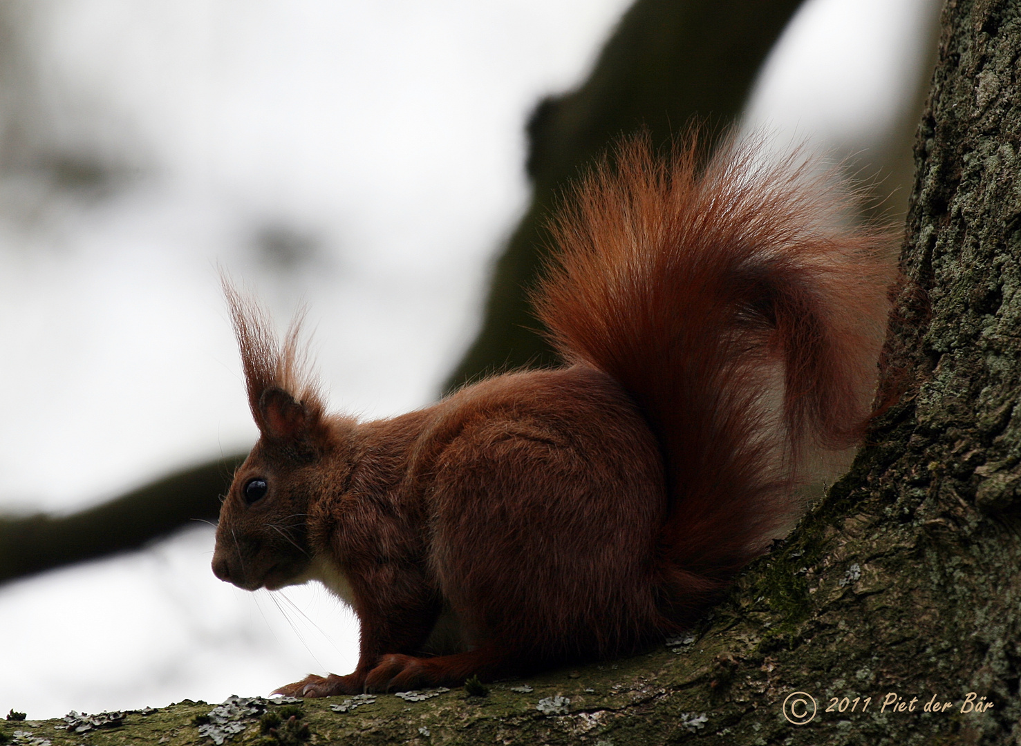 Eichhörnchen "Knopfauge"