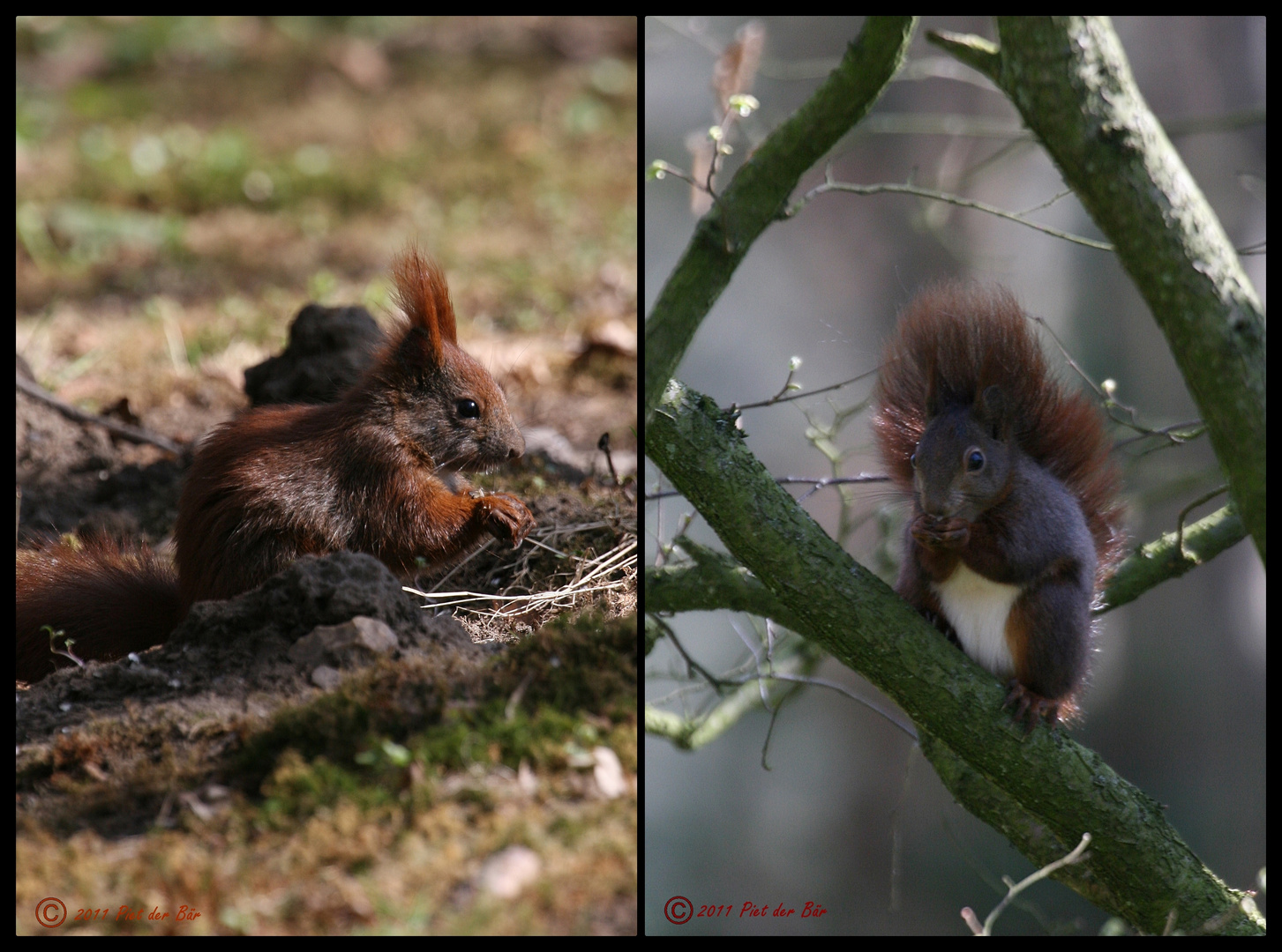 Eichhörnchen "Knopfauges" Freunde