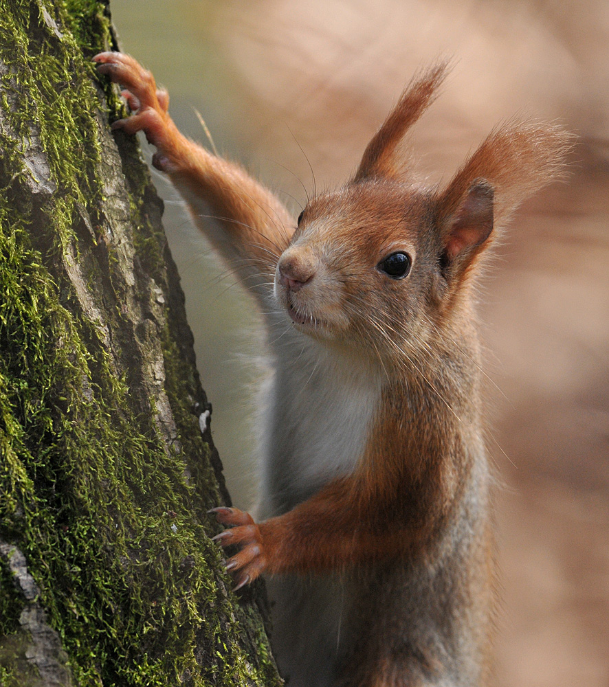 Eichhörnchen: Knuffiger Störenfried