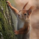 Eichhörnchen: Knuffiger Störenfried