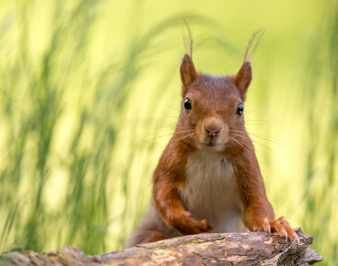 Eichhörnchen können sooooo schön posen!! 