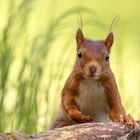 Eichhörnchen können sooooo schön posen!! 