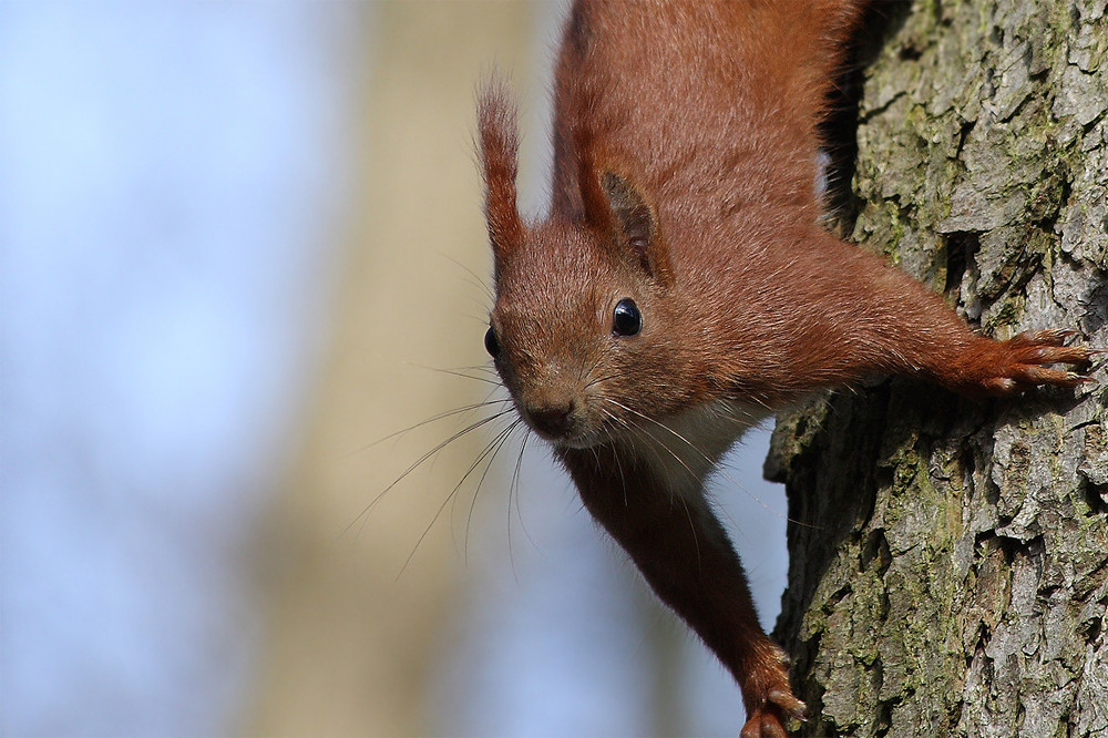 Eichhörnchen Konrad