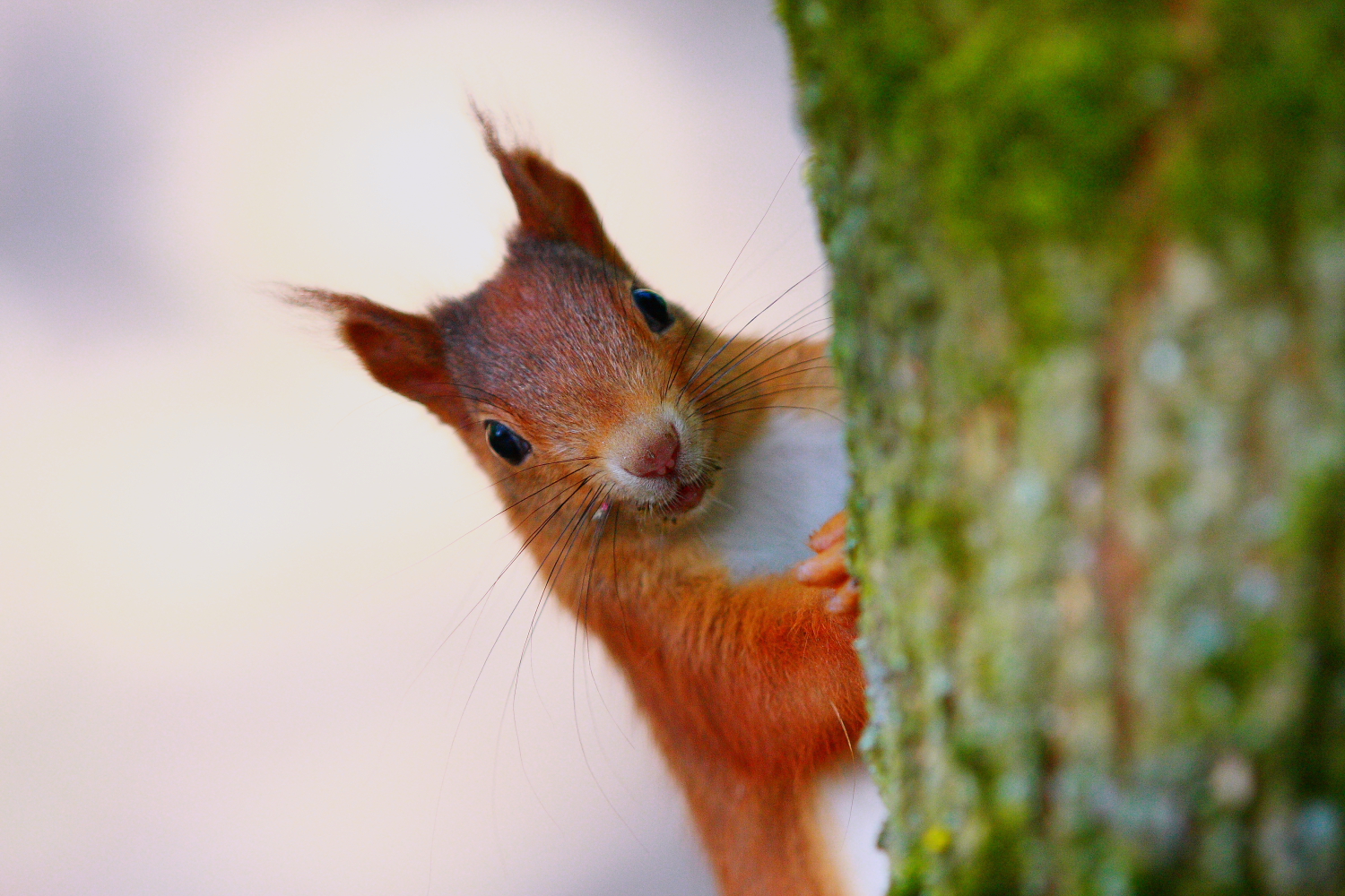 Eichhörnchen Kuckuck :-)