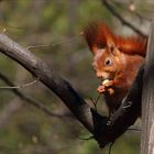 Eichhörnchen Kurpark Bad Cannstatt