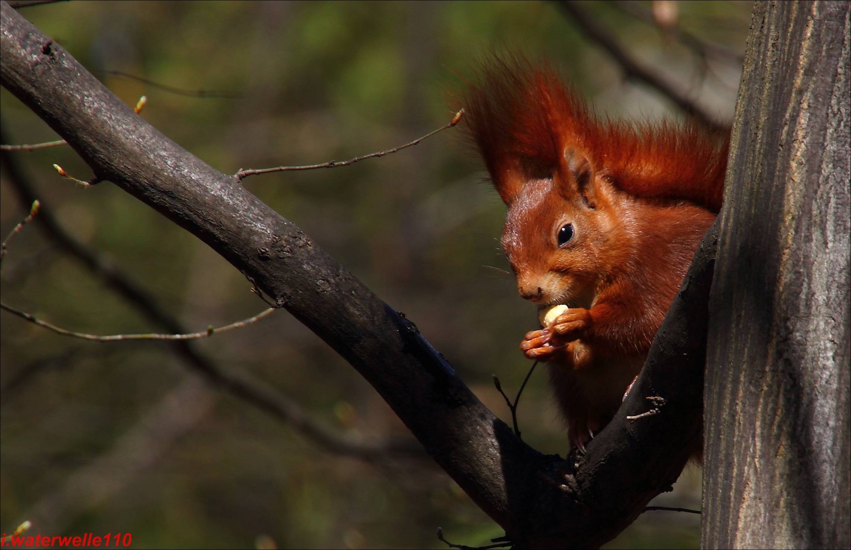 Eichhörnchen Kurpark BC