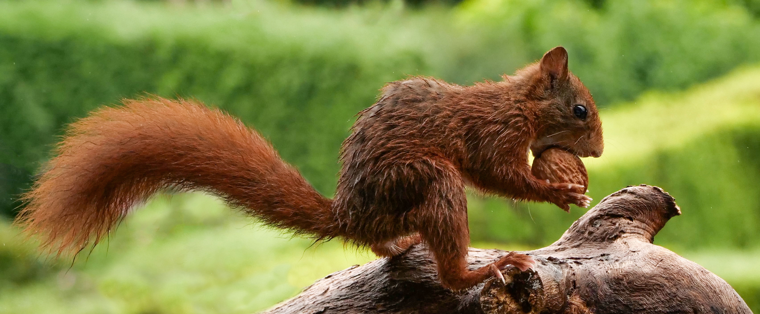 Eichhörnchen kurz nach einem Regenschauer