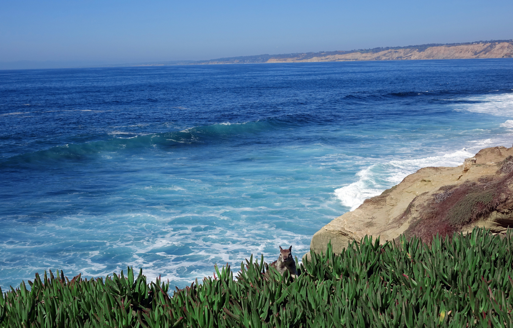 Eichhörnchen La Jolla Cove'16