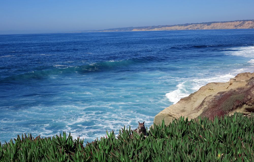 Eichhörnchen La Jolla Cove'16